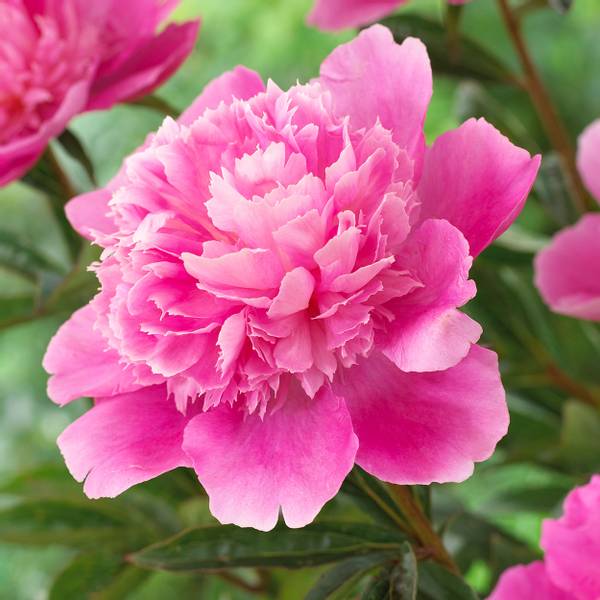 Bilde av PAEONIA lactiflora Bouquet Perfect. Silkepeon - 1