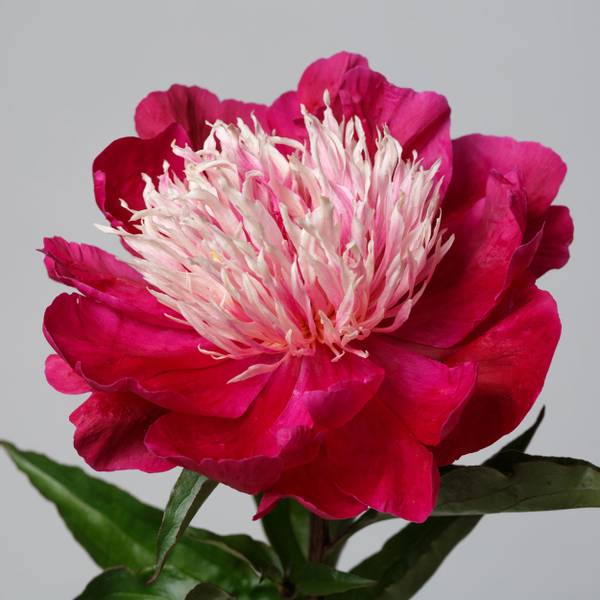 Bilde av PAEONIA lactiflora White Cap. Silkepeon - 1 rot
