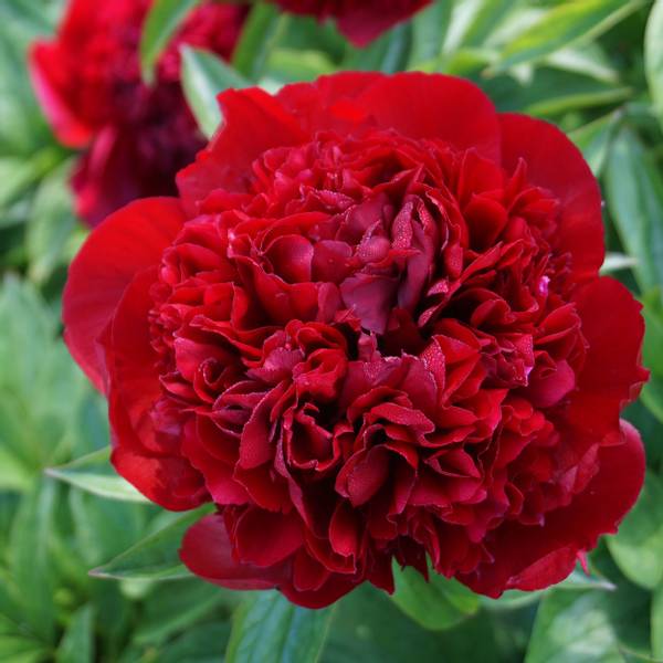 Bilde av PAEONIA lactiflora Red Grace. Silkepeon - 1 rot