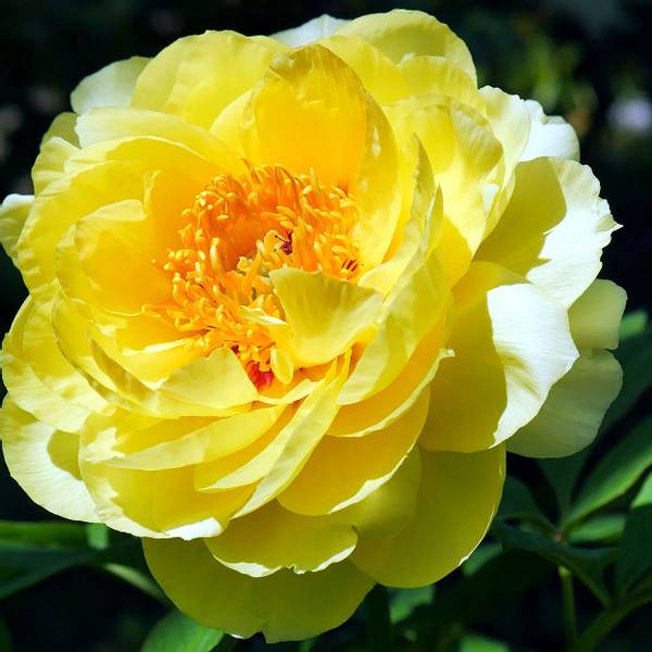 Bilde av PAEONIA Itoh-hybrid Prairie Charm. Edelpeon - 1