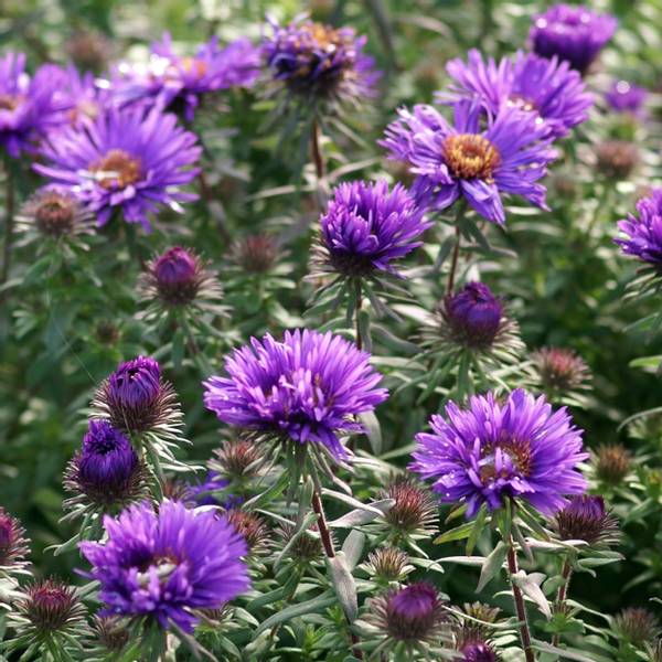 Bilde av ASTER Purple Dome Asters - 1 rot
