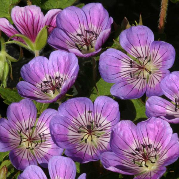 Bilde av GERANIUM Sweet Heidy Storkenebb - 1 rot