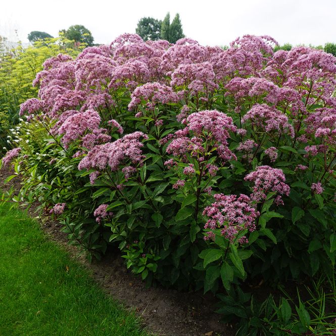 Hovedbilde Eupatoium maculatum Atropurpureum. ...