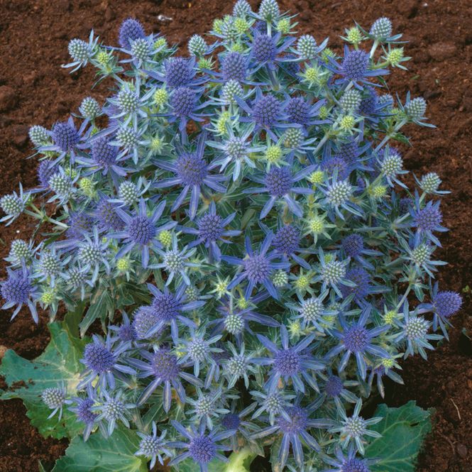 Hovedbilde Eryngium planum Blue Hobbit  Hagestikle - 1 rot