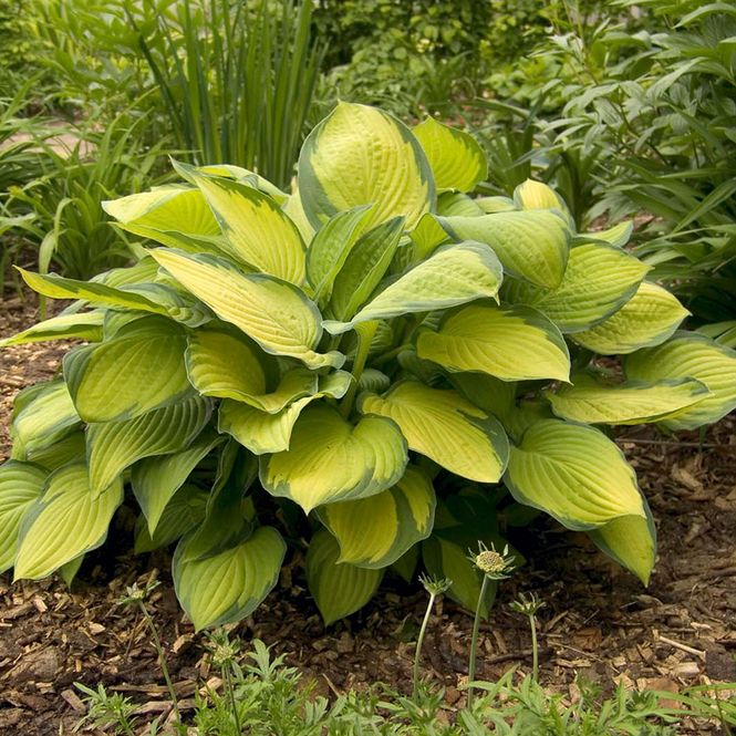 Hovedbilde Hosta Gold Standard - 1 rot