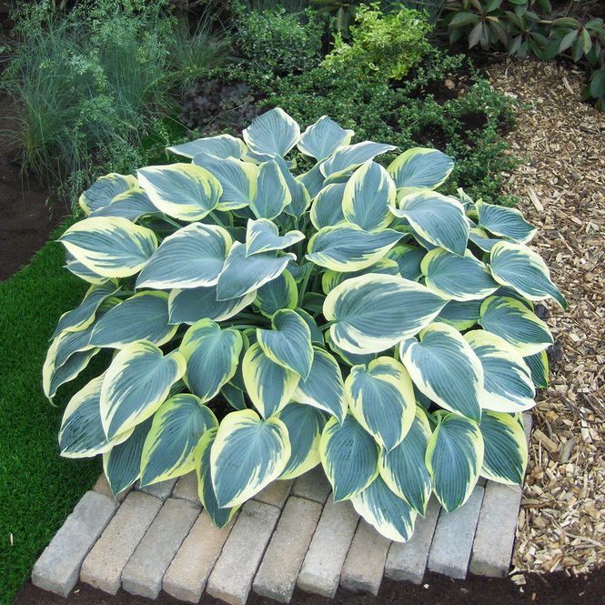 Hovedbilde Hosta First Frost - 1 rot