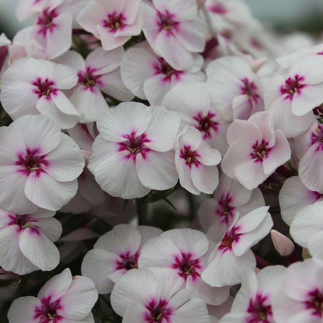Hovedbilde Phlox Mikes Favourite. Høstfloks - 1 rot
