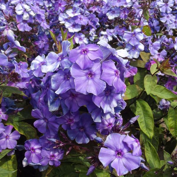 Bilde av PHLOX Blue Paradise Høstfloks - 1 rot