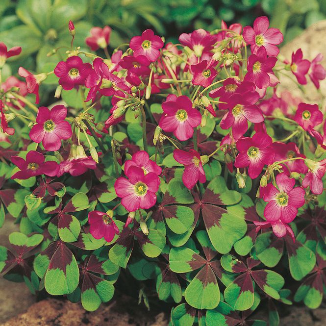 Hovedbilde Oxalis deppei Iron Cross - 15 knoller