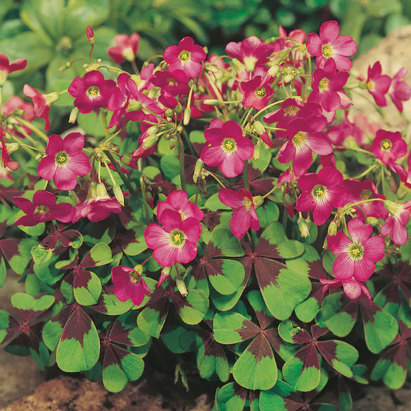 Hovedbilde Oxalis deppei Iron Cross - 15 knoller