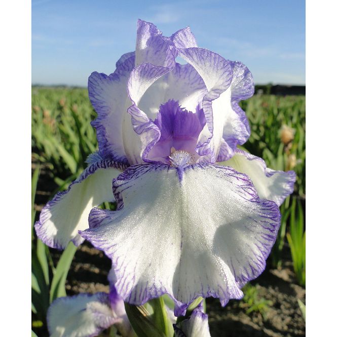 Hovedbilde Iris germanica Bold Print - 1 rot