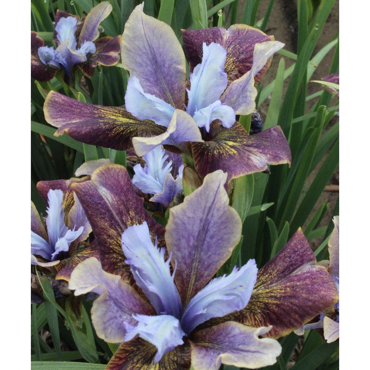 Iris sibirica Black Joker. Sibiriris - 1 rot