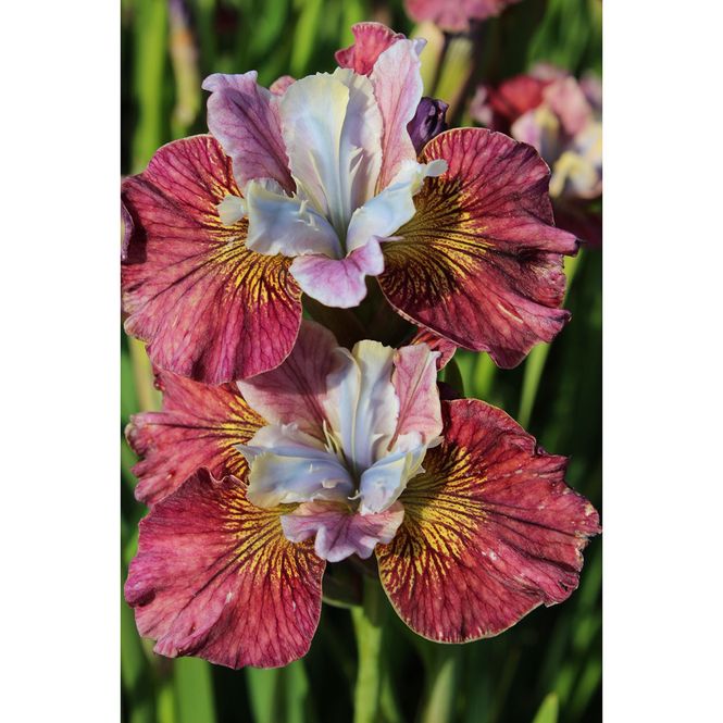 Hovedbilde Iris Butterfly sibirica Painted Woman - 1 rot