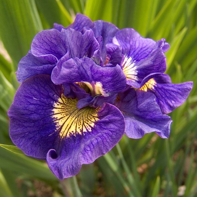 Hovedbilde Iris sibirica Concord Crush - 1 rot