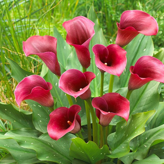 Hovedbilde Calla Captain Promise - 3 knoller 