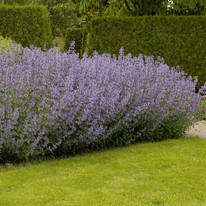 Hovedbilde Nepeta faassenii Dropmore. Prydkattemynte - 1 rot