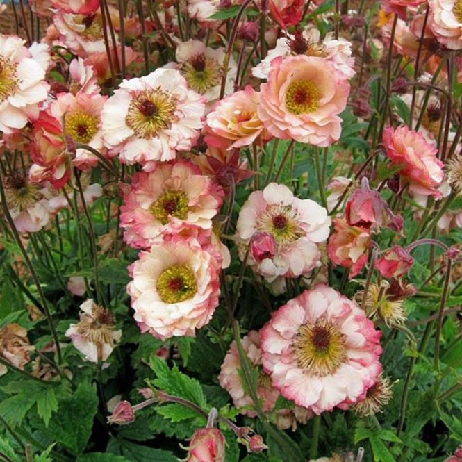 Hovedbilde Geum Cosmopolitan Humleblom - 1 rot