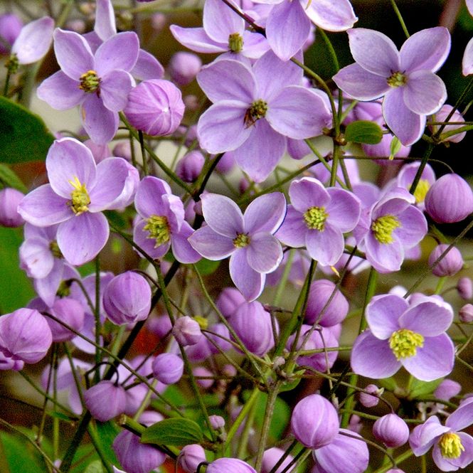 Hovedbilde Thalictrum Splendide. Frøstjerne - 1 rot