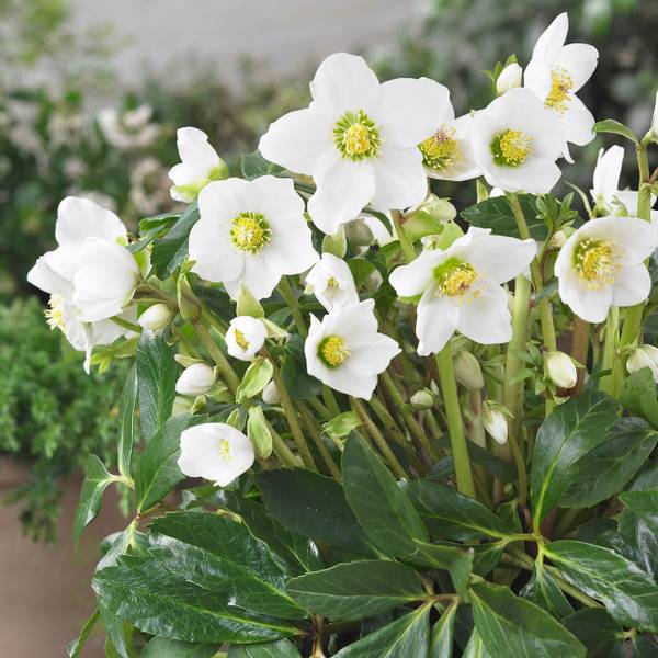 Bilde av HELLEBORUS niger. Julerose - 1 rot
