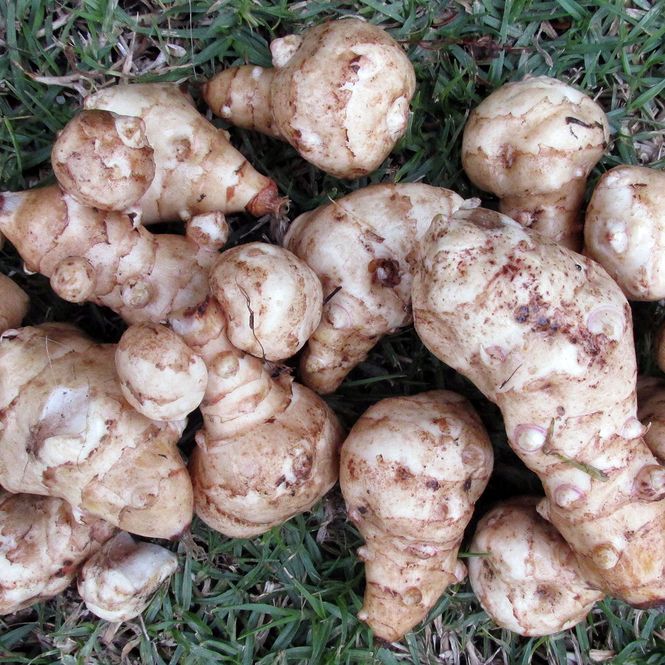 Hovedbilde Jordskokk Tuberosus - 1 rot