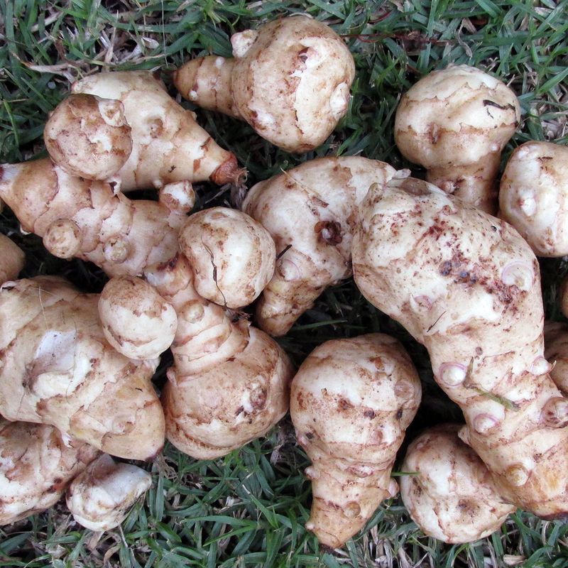 Jordskokk Tuberosus - 1 rot