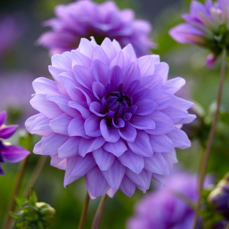 Dahlia Blue Boy - 1 knoll