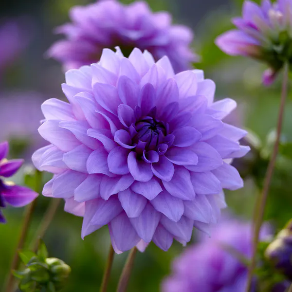 Hovedbilde Dahlia Blue Boy - 1 knoll