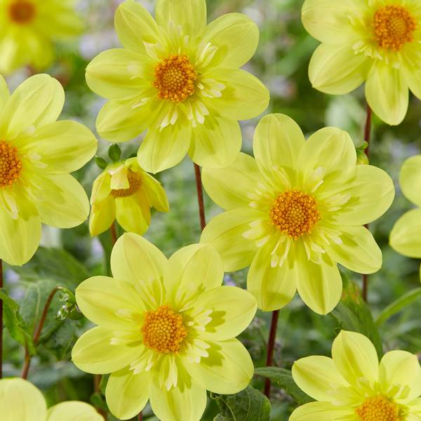Bilde av DAHLIA Kelsey Sunshine - 1 knoll