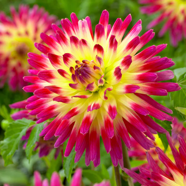 Hovedbilde Dahlia Tahiti Sunrise - 1 knoll