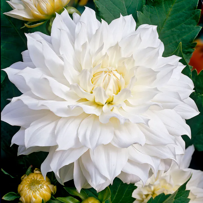 Hovedbilde Dahlia Snow Country - 1 knoll
