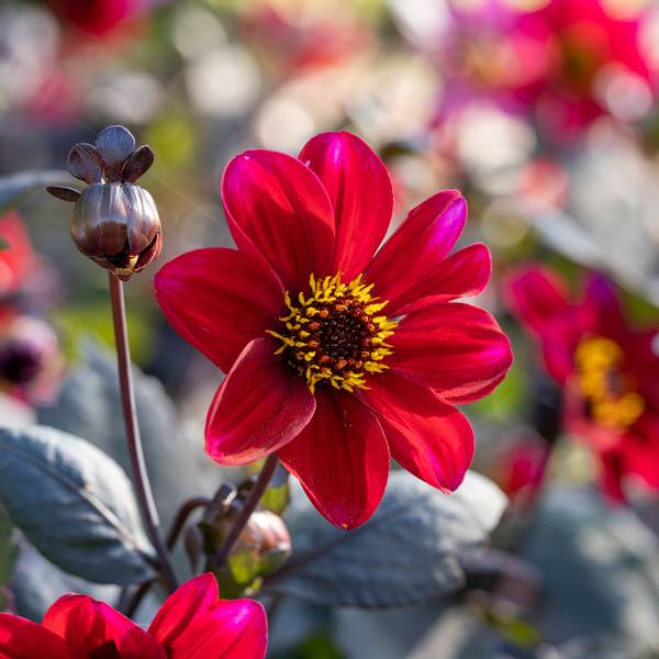 Bilde av DAHLIA Single Romeo - 1 knoll