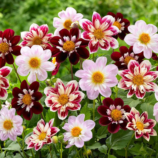 Hovedbilde Dahlia Collarette Mix - 3 knoller