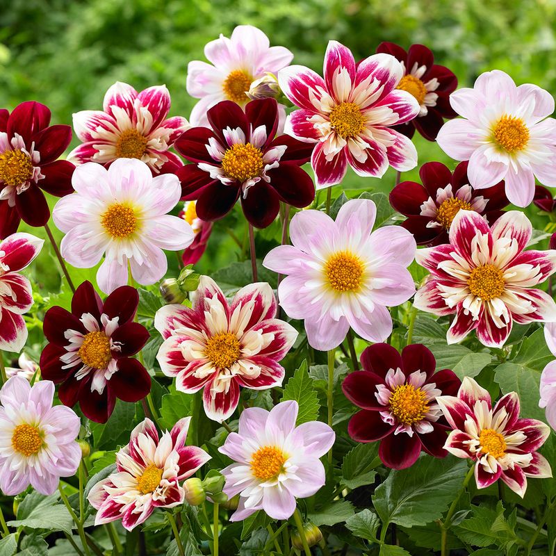 Dahlia Collarette Mix - 3 knoller
