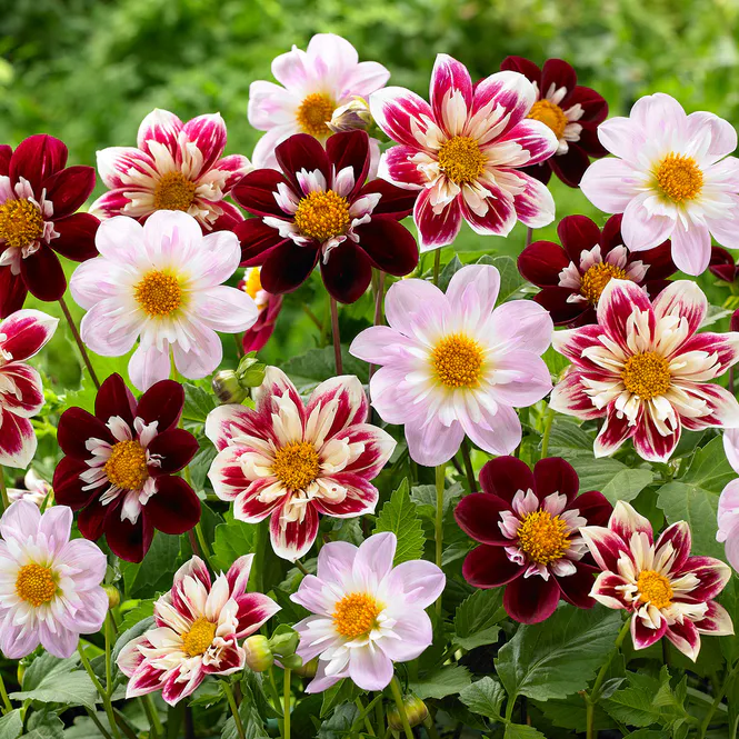 Hovedbilde Dahlia Collarette Mix - 3 knoller
