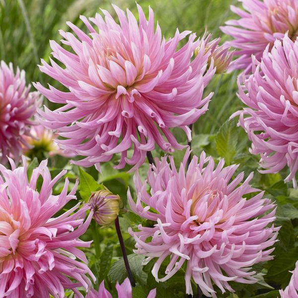 Hovedbilde Dahlia Hollyhill Cotton Candy - 1 knoll