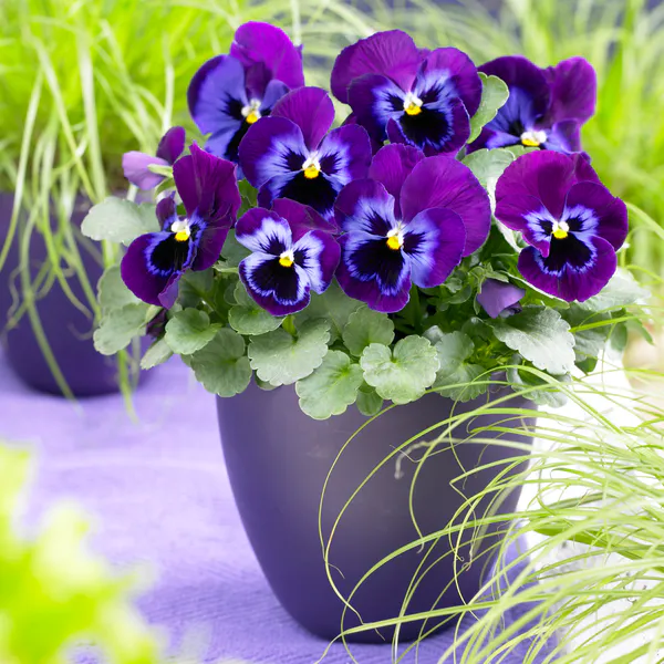 Hovedbilde Viola wittrockiana Power Blue Jeans. Stemor -Frø ...