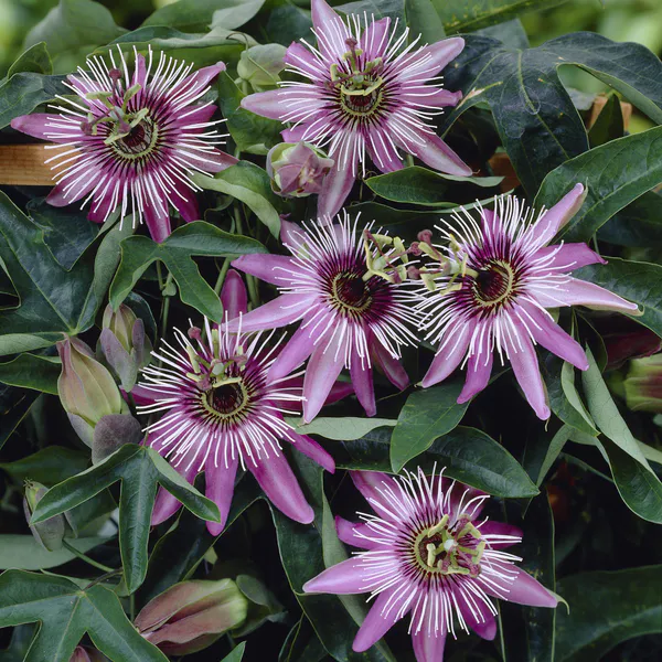 Hovedbilde Passiflora Victoria  Pasjonsblomst i 9 cm potte.