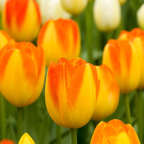 Hovedbilde Tulipan Prinz Armin - 6 løk