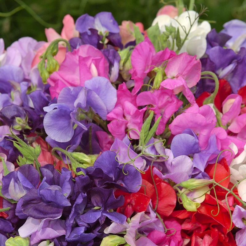 Lathyrus odoratus King Size Coronation Mix. Blomsterert - Frø -