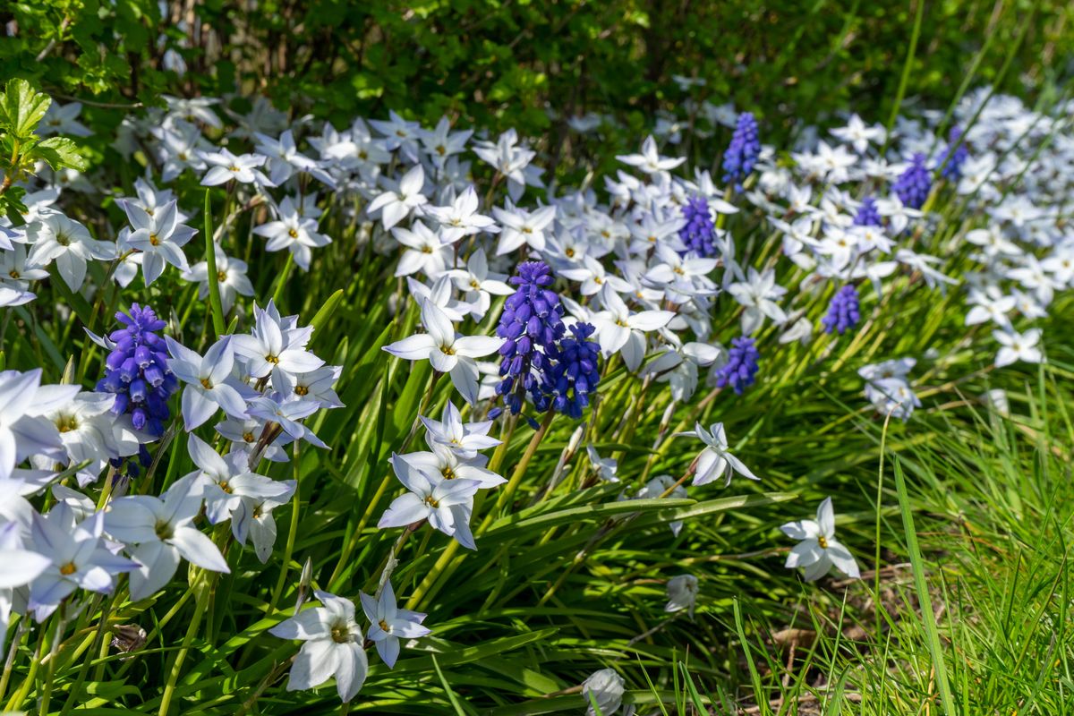 Ipheion mixed. Vårstjerne - 15 løk