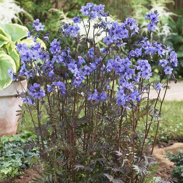Hovedbilde Polemonium yezoense Purple Rain Strain. ...