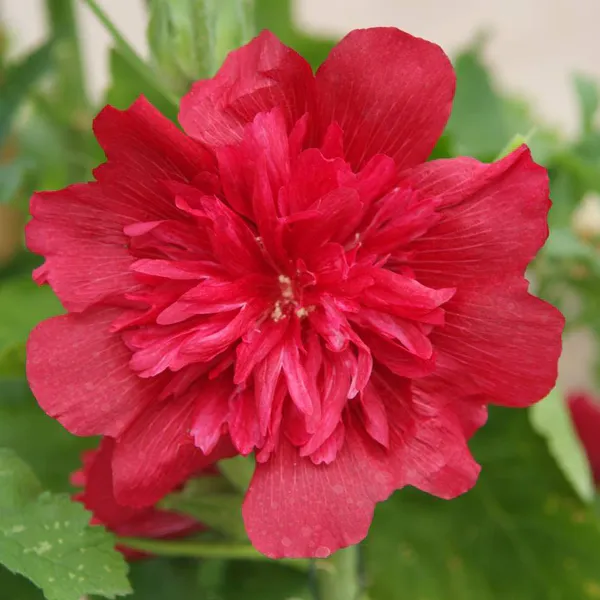 Hovedbilde Alcea rosea Spring Celebrity Carmine-Rose. ...