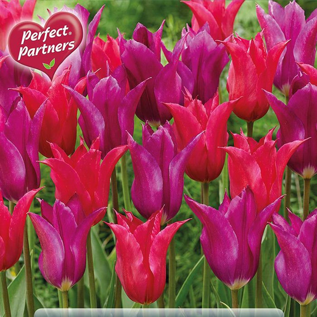 Velvet Twins. Tulipaner i blanding  10 løk