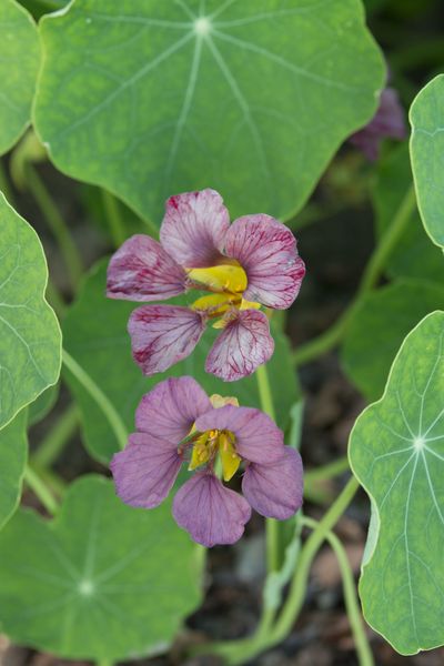 Hovedbilde Tropaeolum majus Purple Emperor. Blomkarse -Frø-