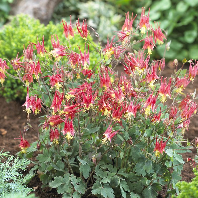 Aquilegia Canadensis Little Lanterns -Frø- Akeleie