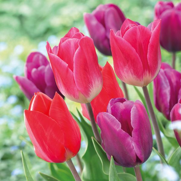 Hovedbilde Tulipan Color Pop - 8 løk