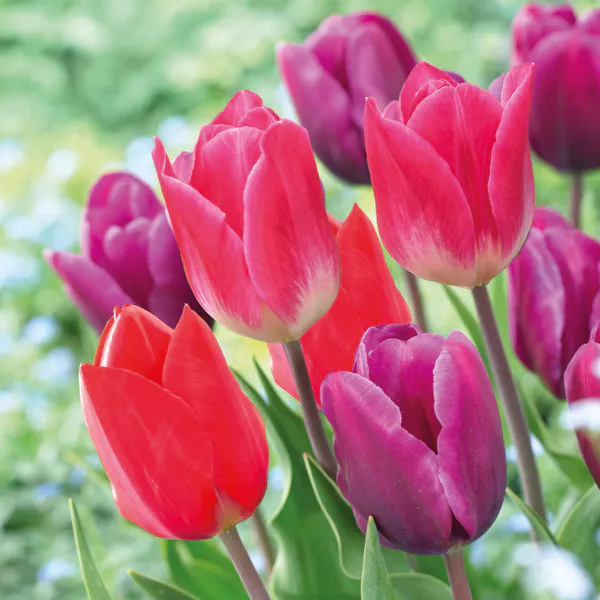 Hovedbilde Tulipan Color Pop - 8 løk