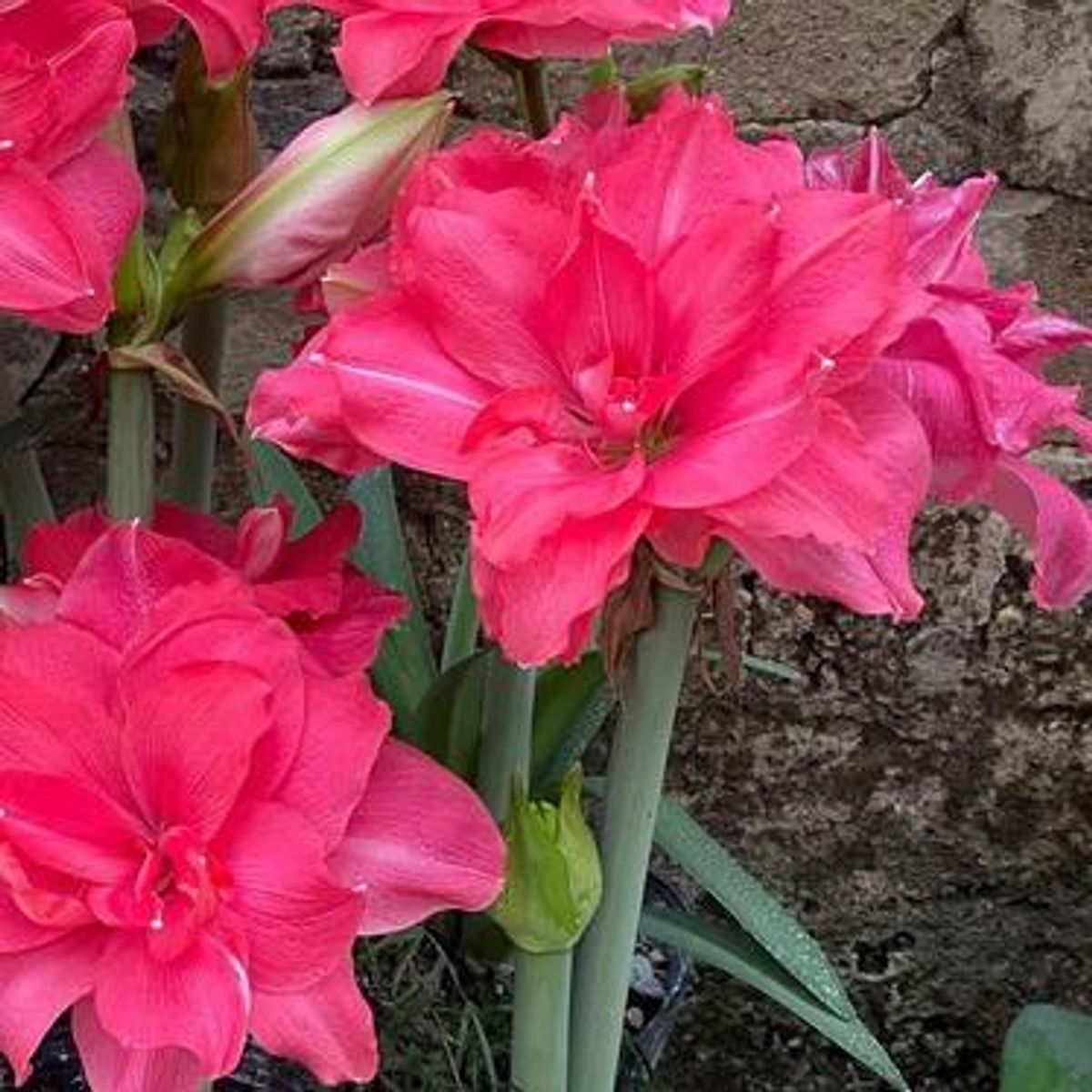Amaryllis Candy Nymph - 1 løk