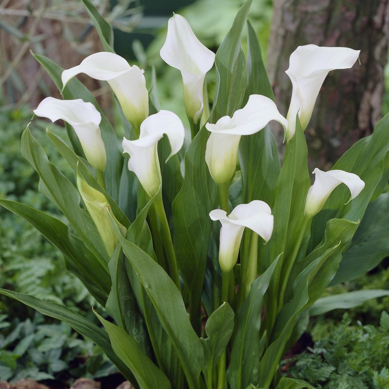 Calla Captain Ventura  3 knoller