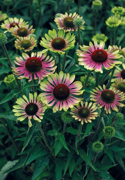 Hovedbilde Echinacea purpurea Green Twister. Solhatt - 1 rot
